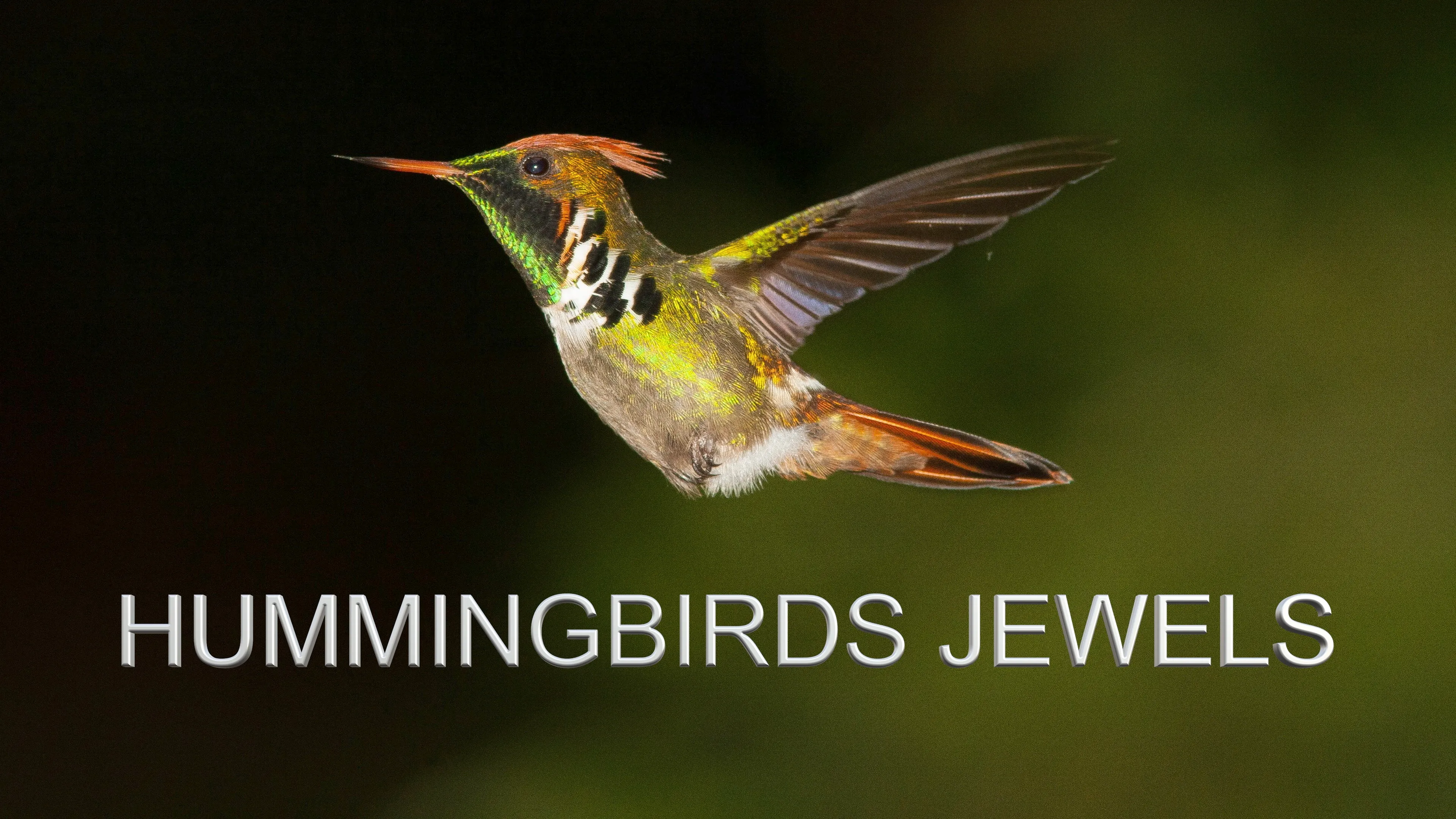 Hummingbirds Jewels poster